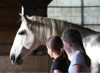 Besuchen Sie unsere Pferdeveranstaltungen in Jülich und erfahren sie mehr über Pferdeausbildungen und Pferdetraining.